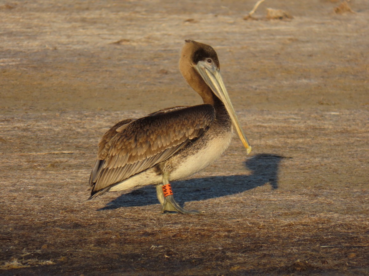 Brown Pelican - ML647149977