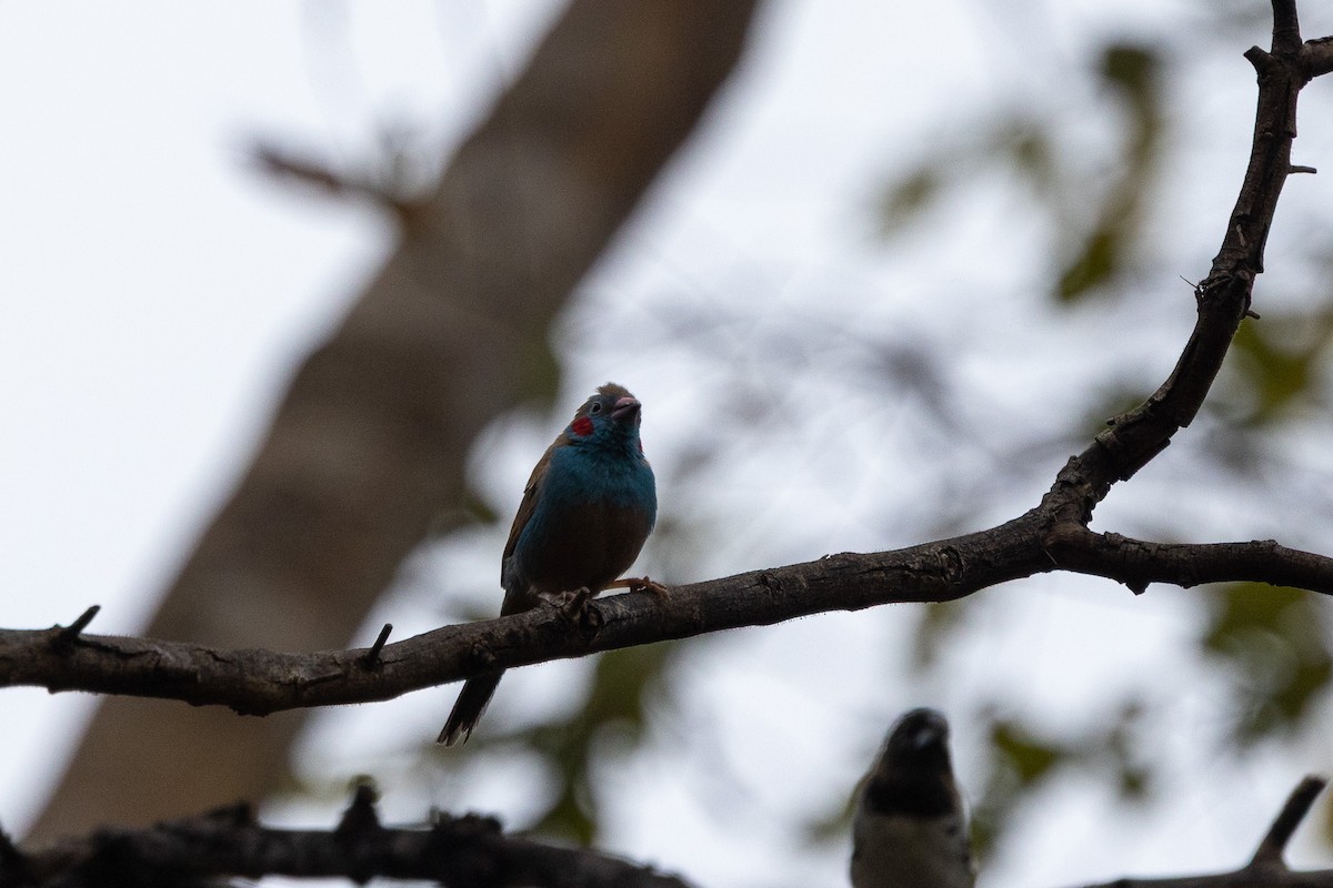 Red-cheeked Cordonbleu - ML647149978