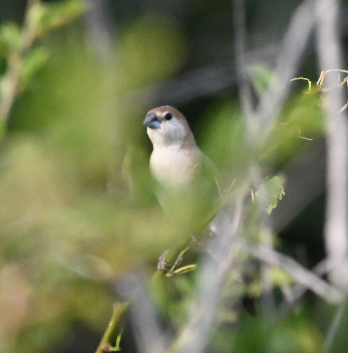 indiasølvnebb - ML647149979