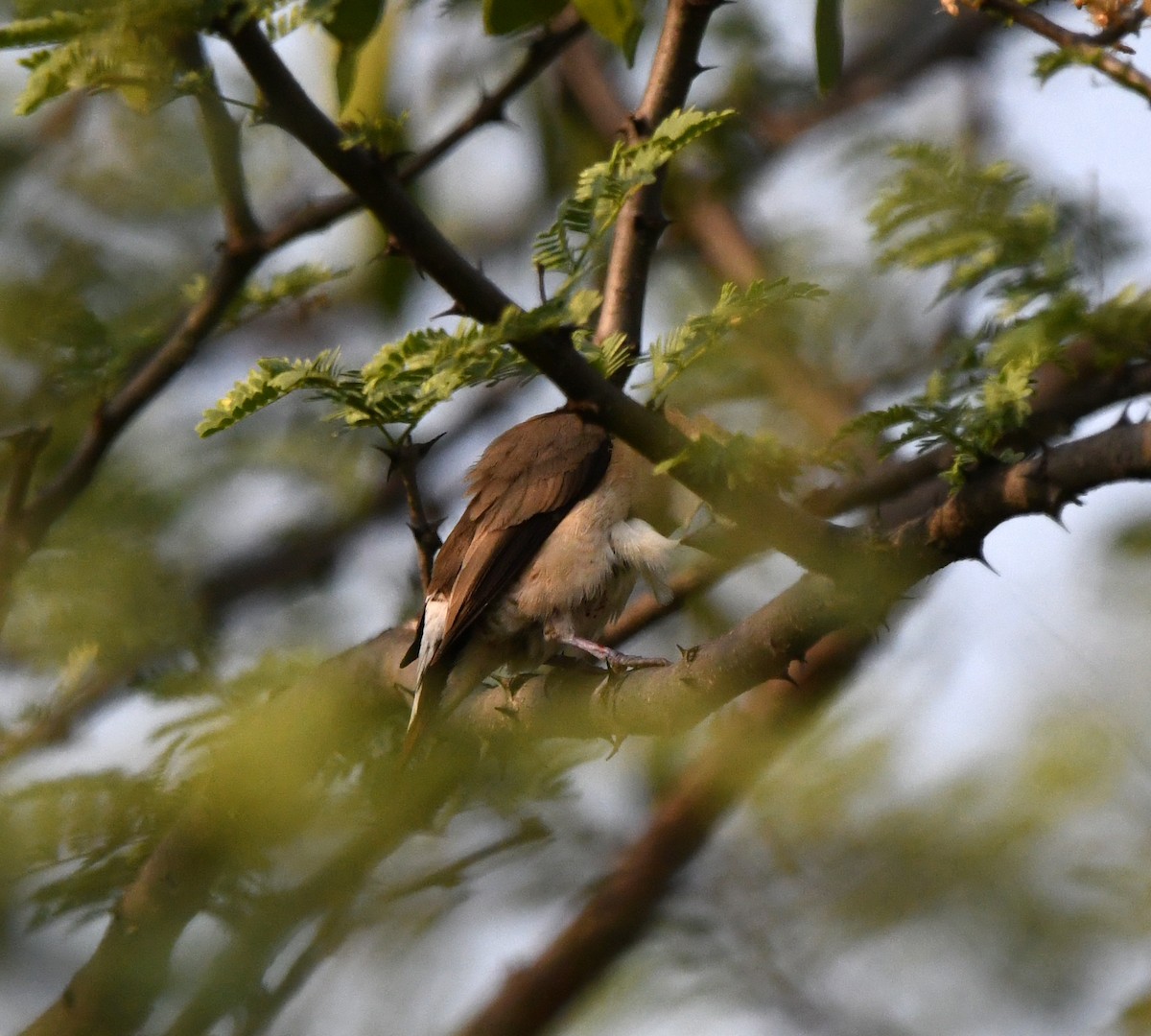 indiasølvnebb - ML647149980