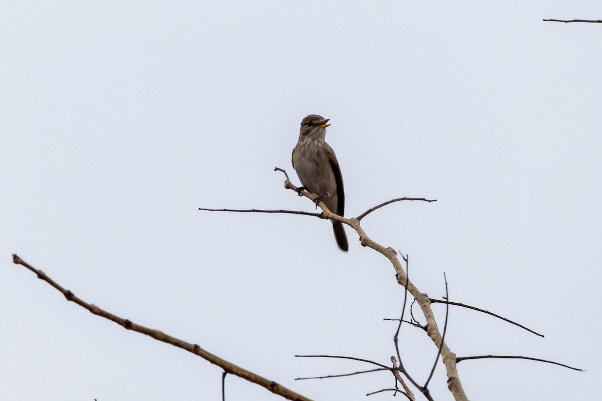 Tree Pipit - ML647149990