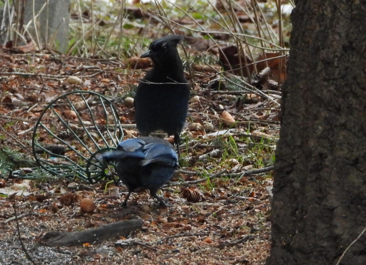 Steller's Jay - ML647149991