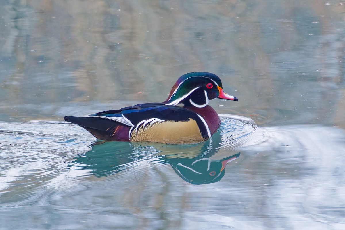 Wood Duck - ML647149993