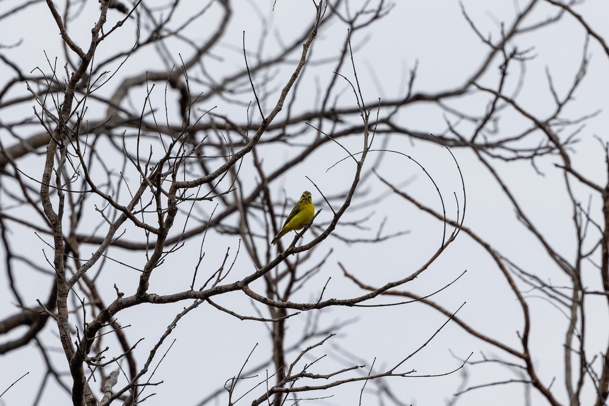 Yellow-fronted Canary - ML647149998