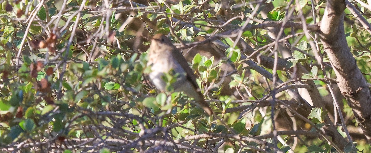 קיכלי חלוד-זנב - ML647150006