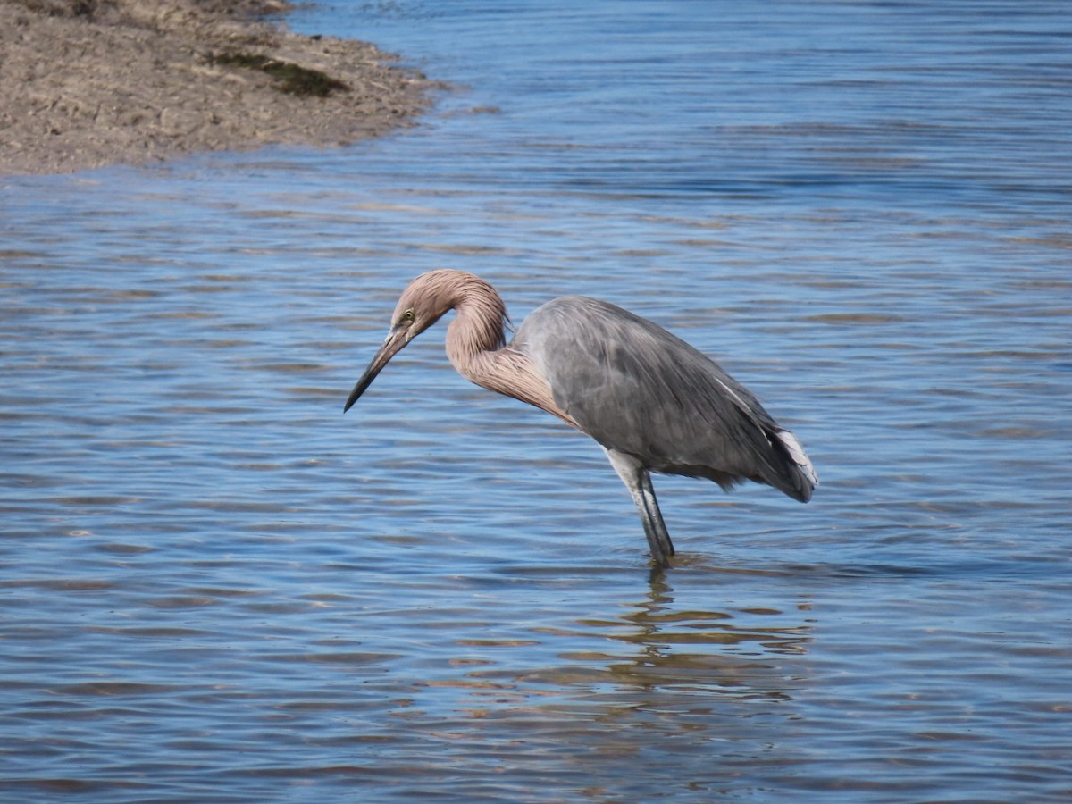 Reddish Egret - ML647150008
