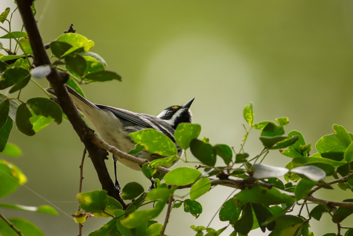 Black-throated Gray Warbler - ML647150015