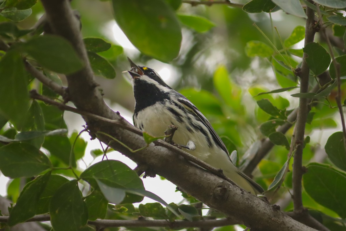Black-throated Gray Warbler - ML647150018