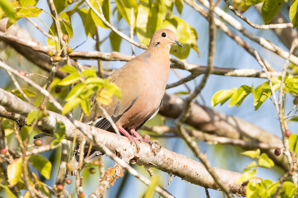 Zenaida Dove - ML647150025