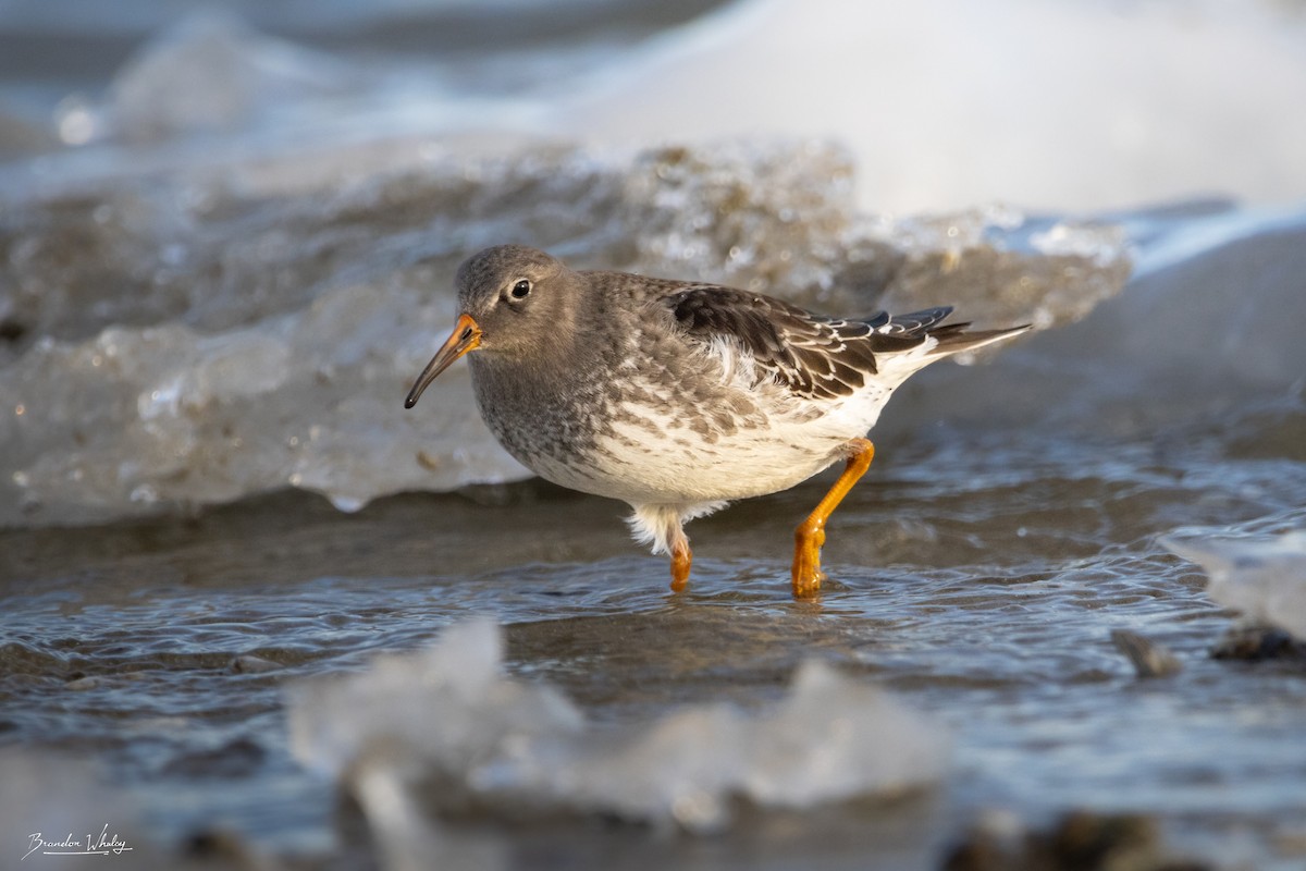 Purple Sandpiper - ML647150027
