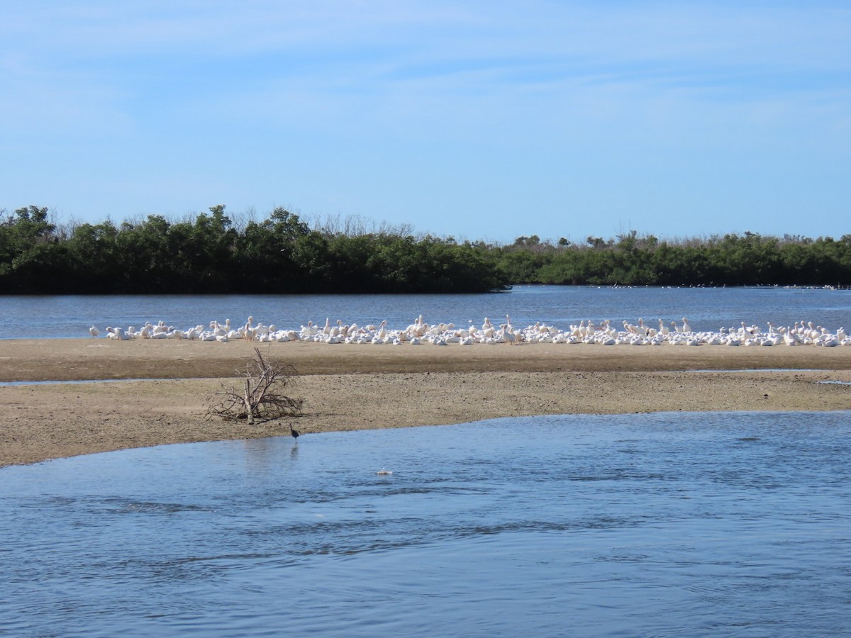American White Pelican - ML647150030