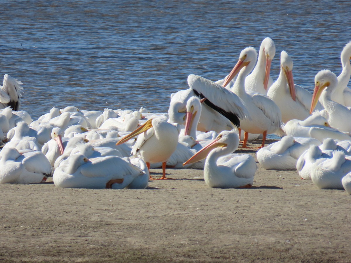 American White Pelican - ML647150031