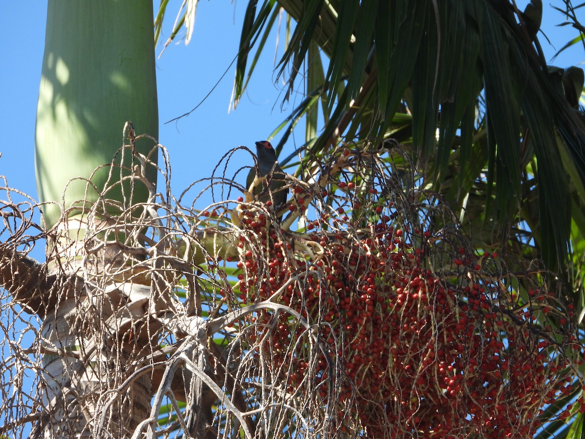 Australasian Figbird - ML647150033