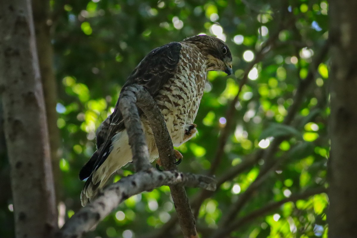 Broad-winged Hawk - ML647150042