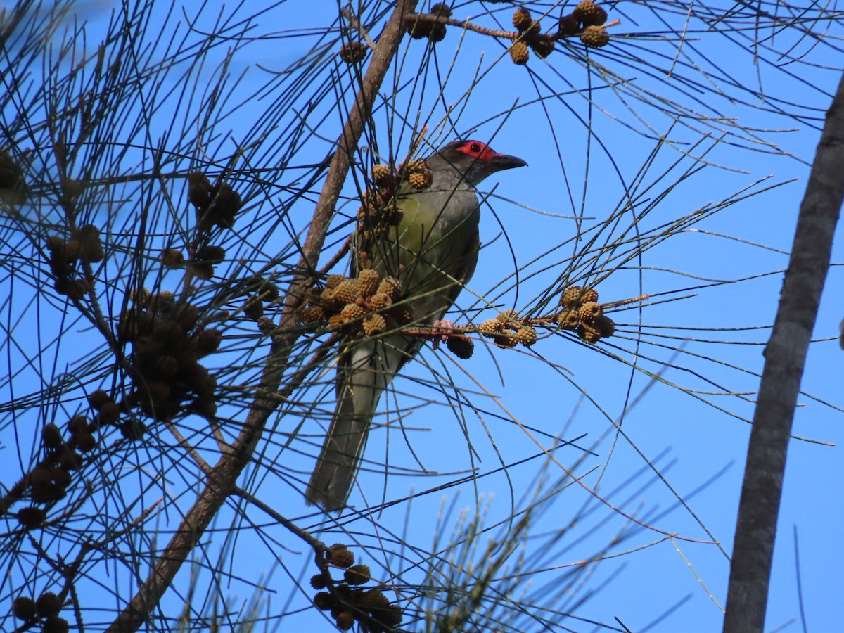 Australasian Figbird - ML647150045