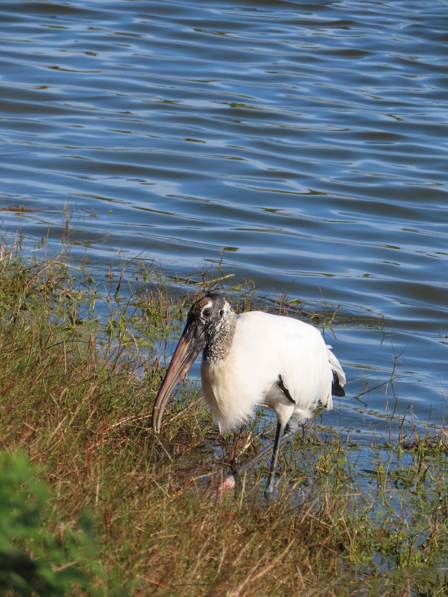 Wood Stork - ML647150046