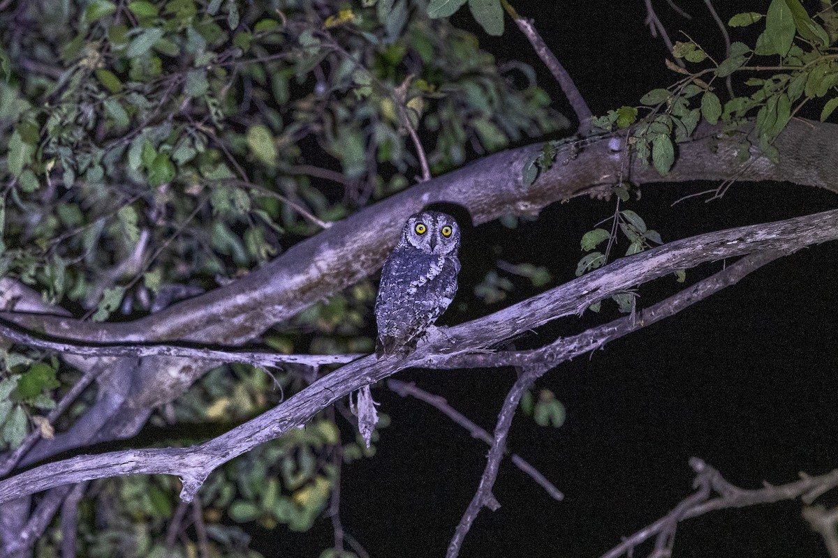 African Scops-Owl - ML647150047
