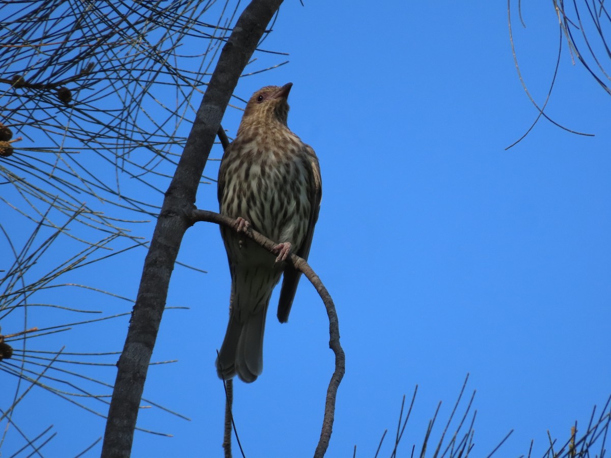 Australasian Figbird - ML647150048
