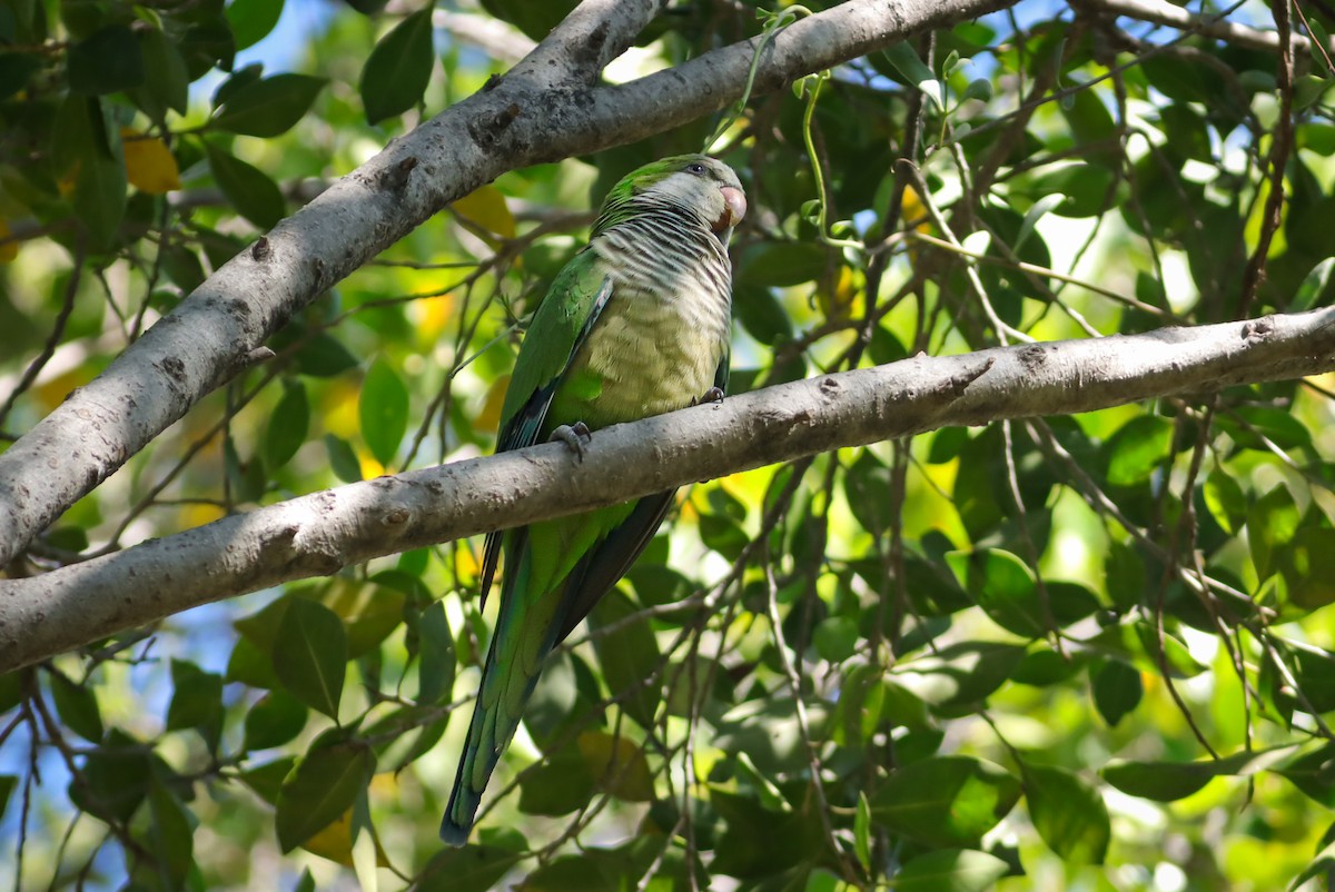 Monk Parakeet - ML647150058
