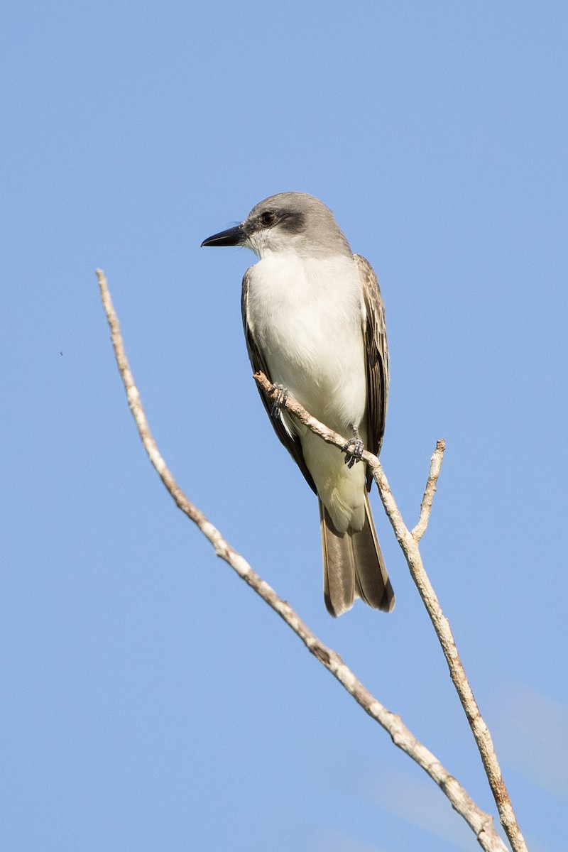 Gray Kingbird - ML647150067