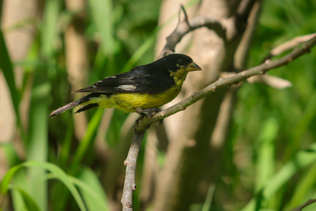 Lesser Goldfinch - ML647150068