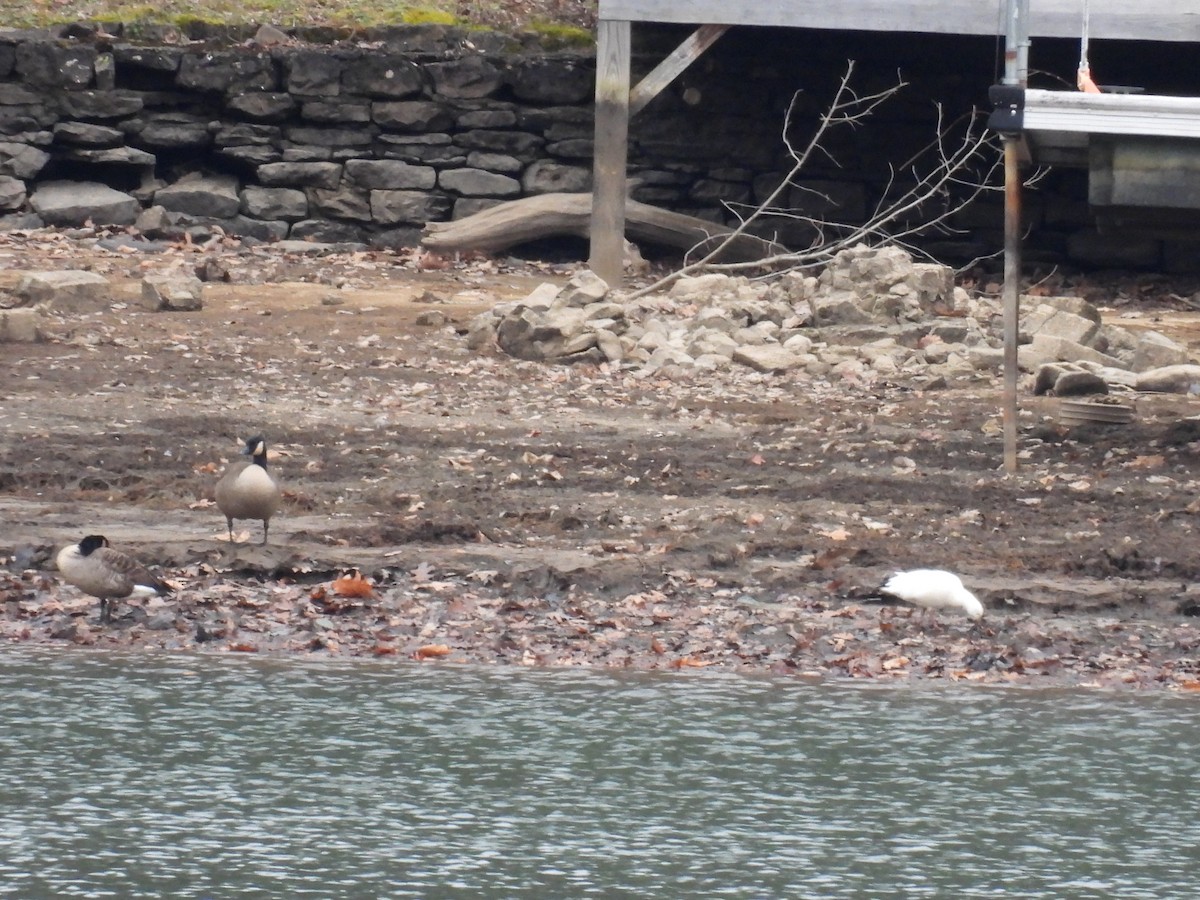 husa bělostná - ML647150081