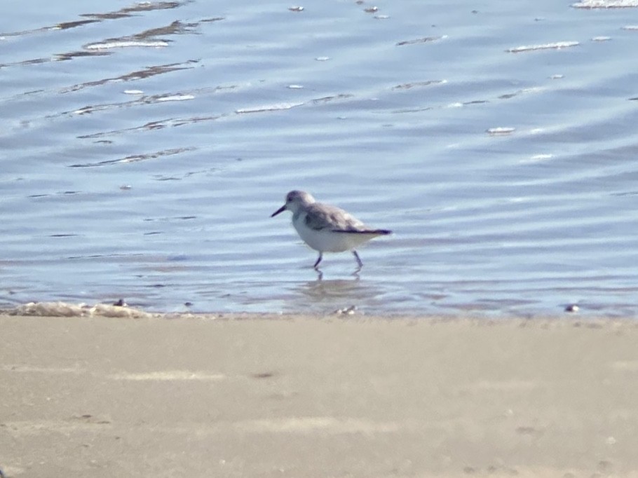 三趾濱鷸 - ML647150082