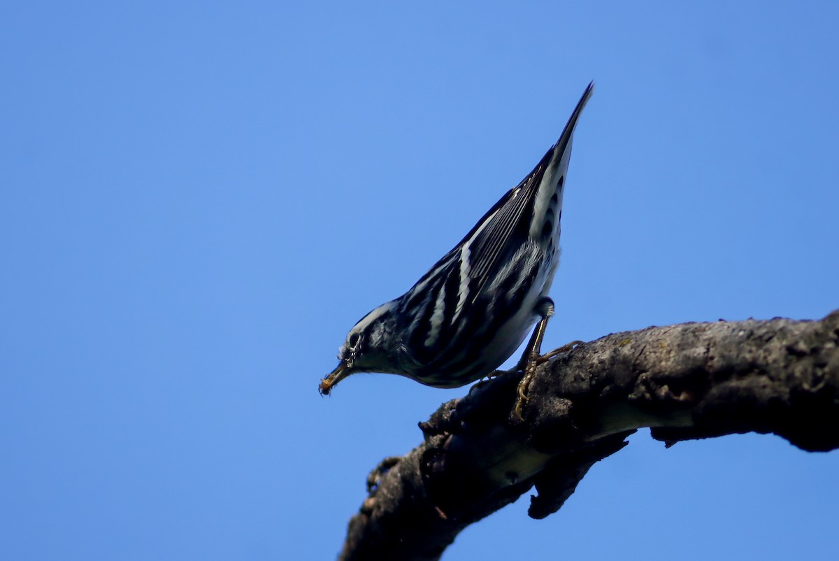 Black-and-white Warbler - ML647150083