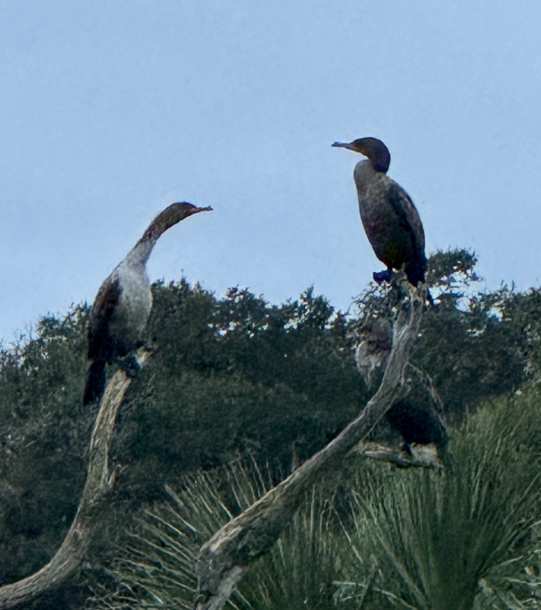 Anhinga - ML647150101