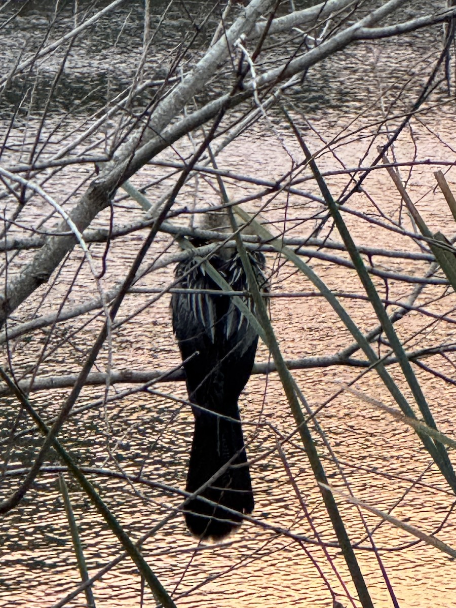 Anhinga - ML647150102