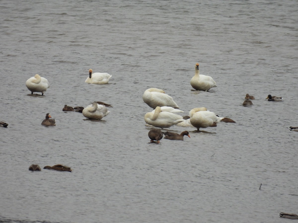 husa běločelá - ML647150104