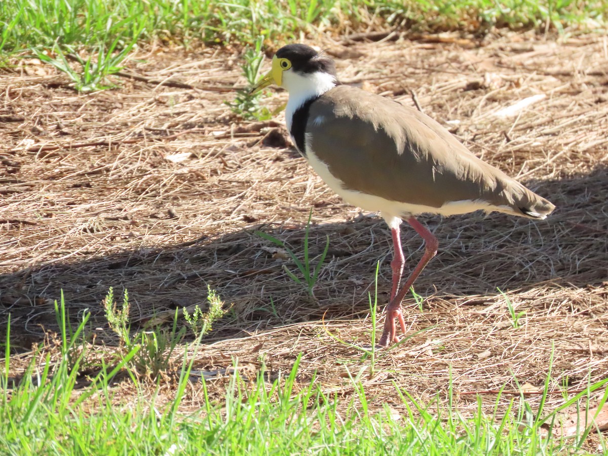 Masked Lapwing (Black-shouldered) - ML647150159
