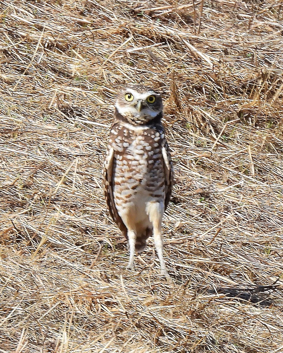 Burrowing Owl - ML647150167