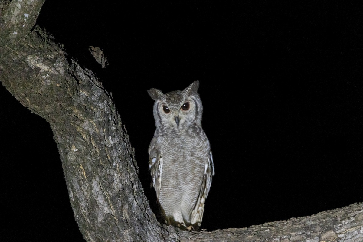 Grayish Eagle-Owl - ML647150169