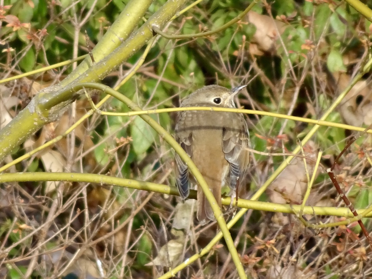 קיכלי חלוד-זנב - ML647150174