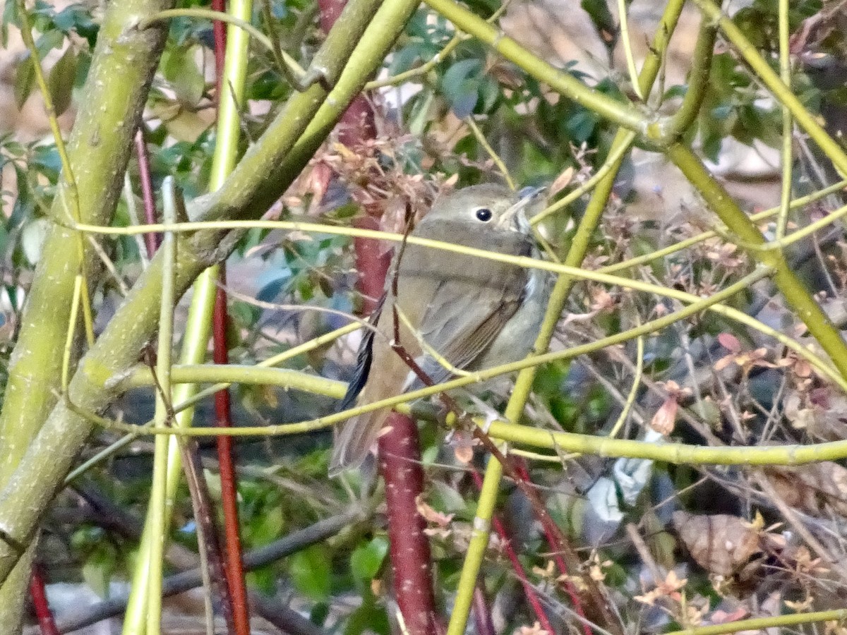 קיכלי חלוד-זנב - ML647150175