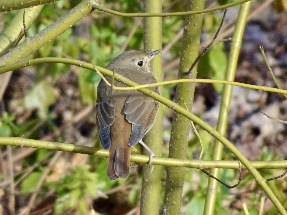 קיכלי חלוד-זנב - ML647150176
