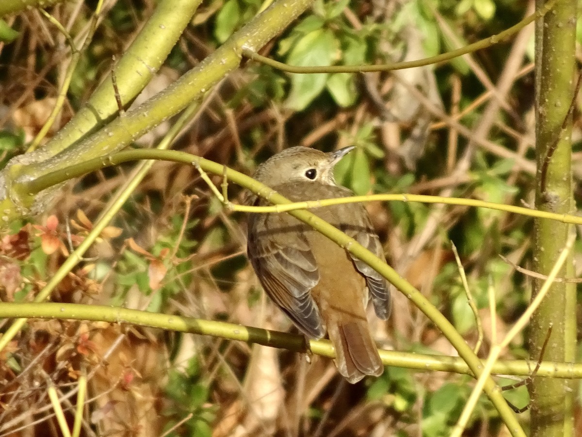קיכלי חלוד-זנב - ML647150177