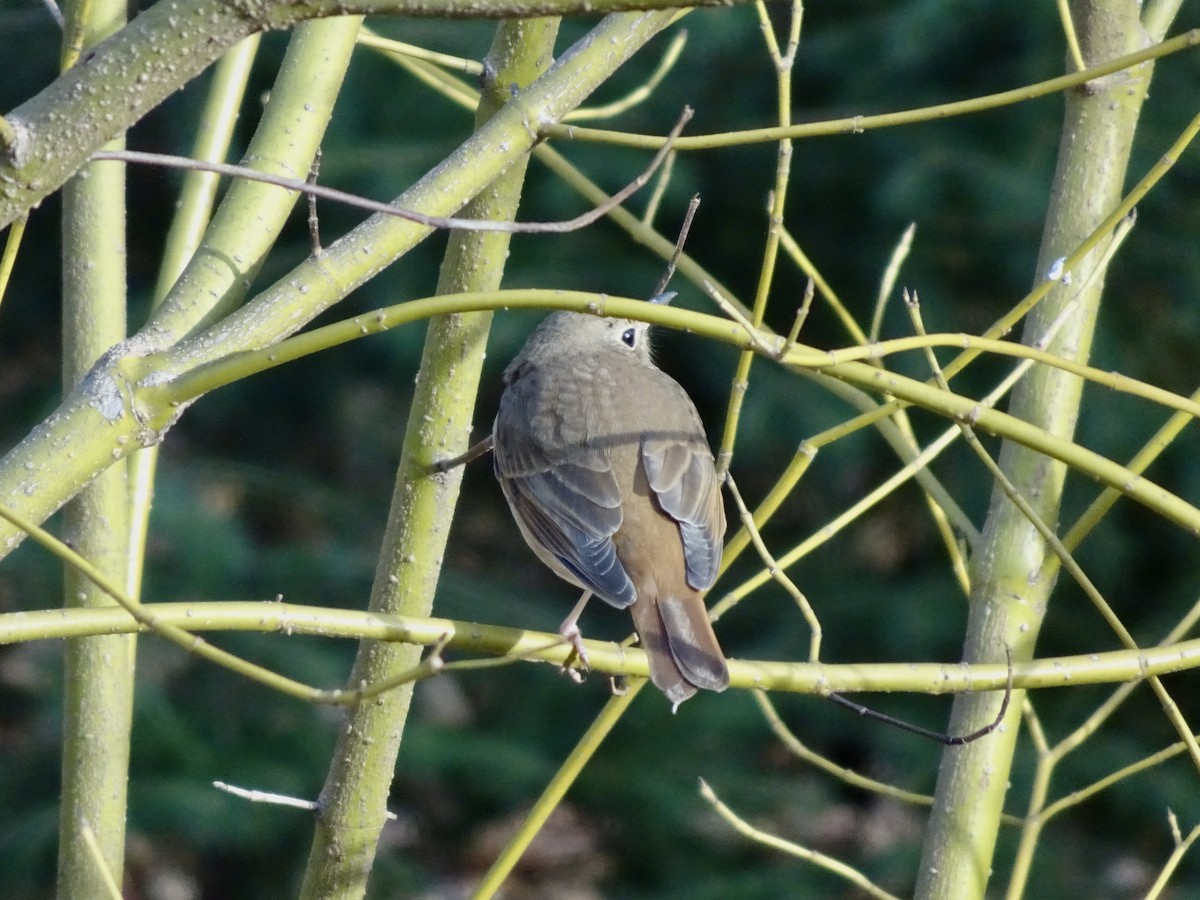 קיכלי חלוד-זנב - ML647150178