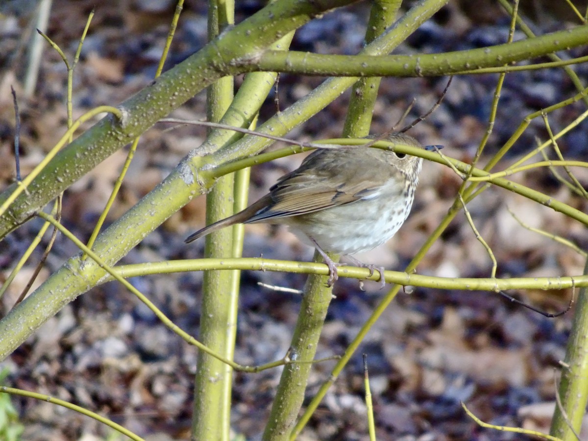 קיכלי חלוד-זנב - ML647150179