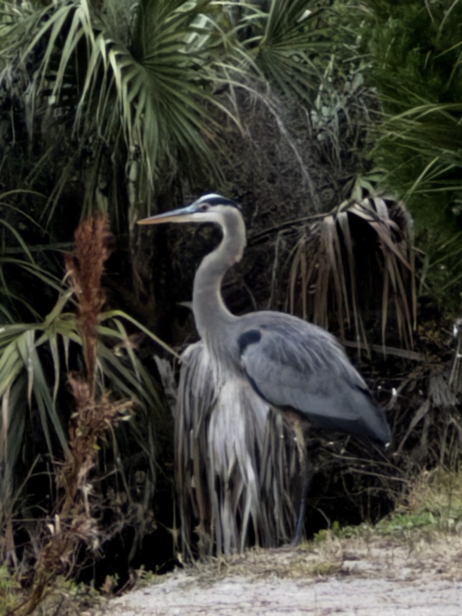 Great Blue Heron - ML647150193