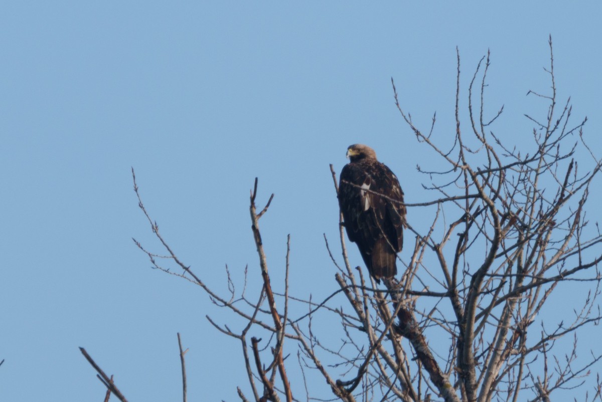 カタシロワシ - ML647150198