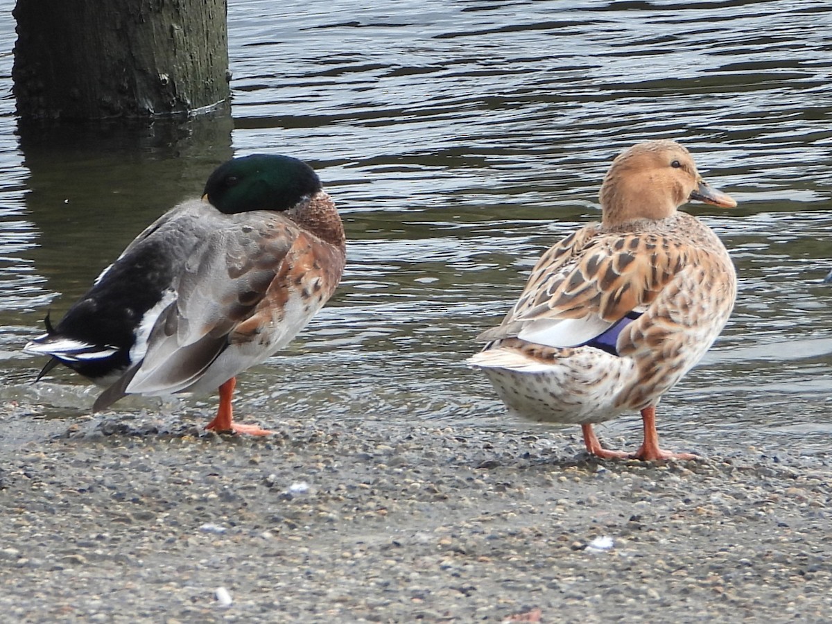 Mallard (Domestic type) - ML647150203