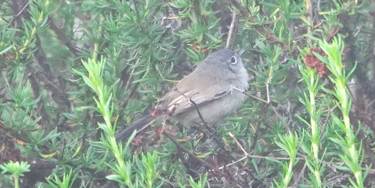 California Gnatcatcher - ML647150204