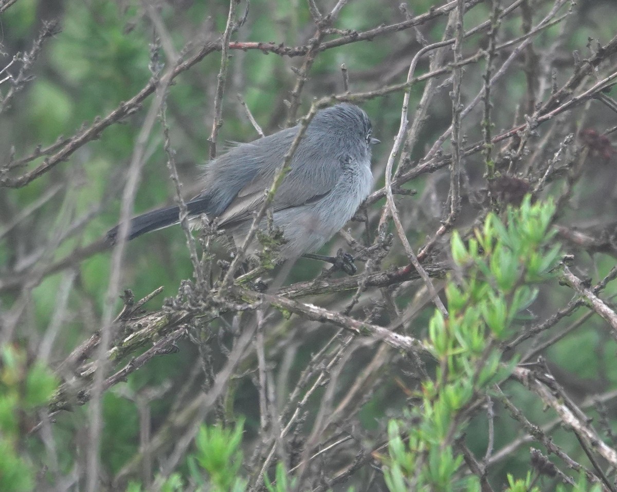 California Gnatcatcher - ML647150205