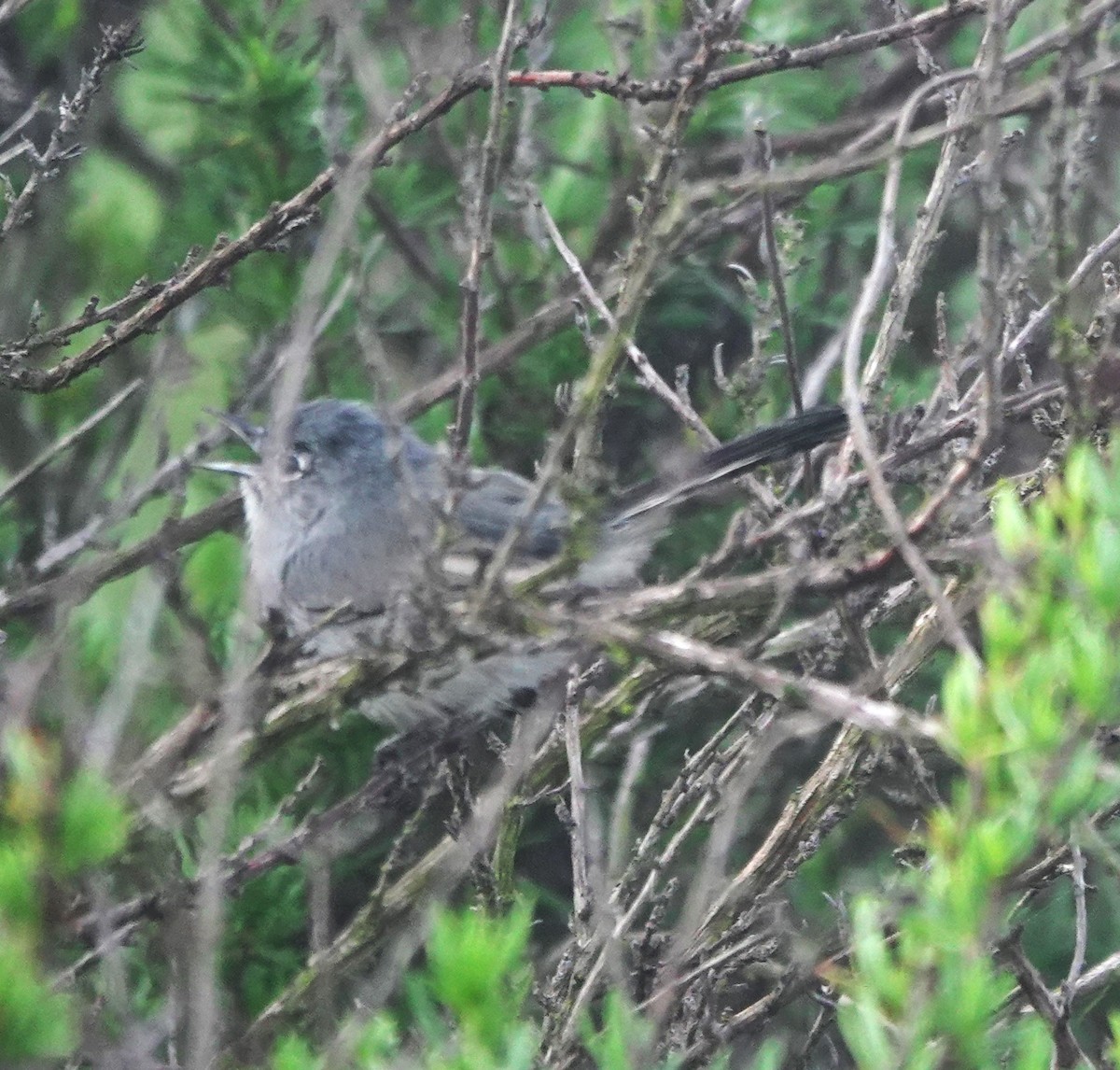 California Gnatcatcher - ML647150206