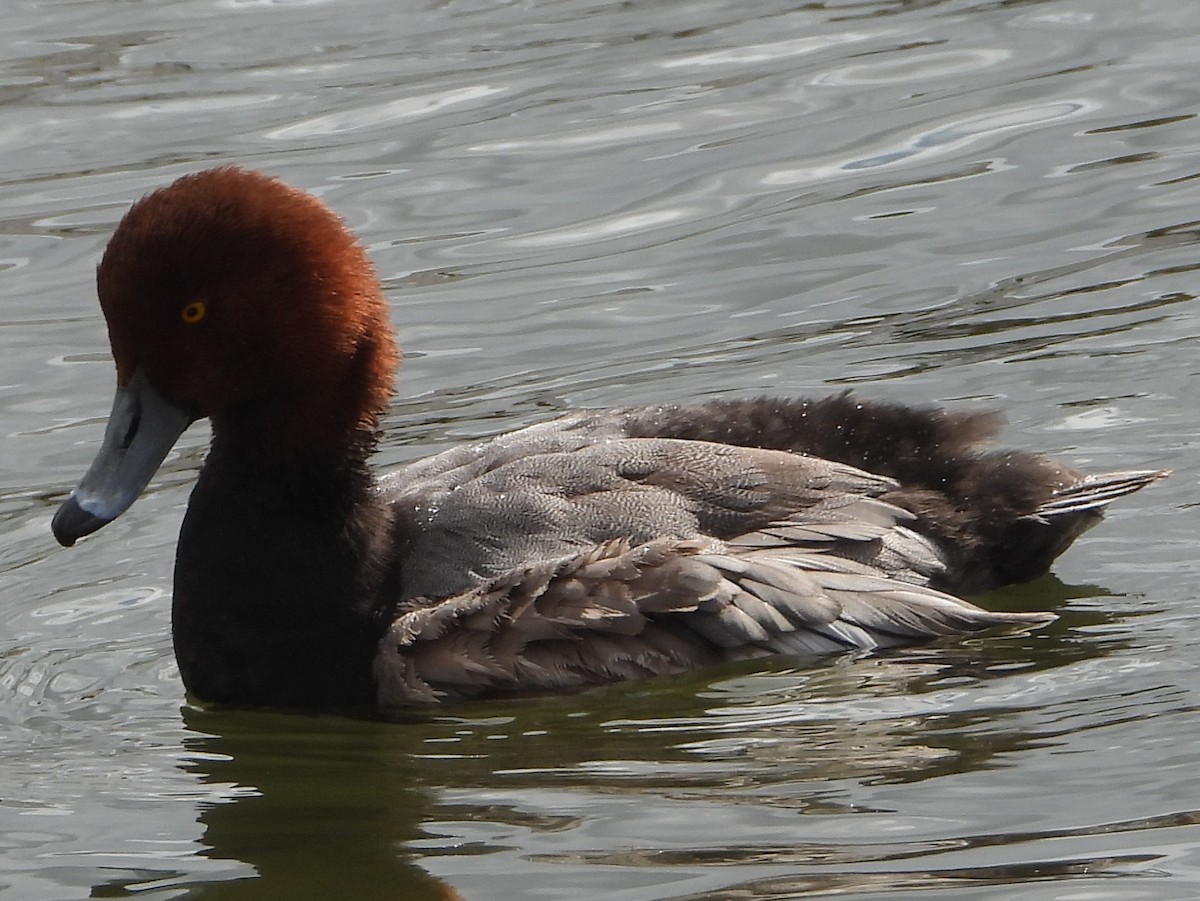 Redhead - ML647150208