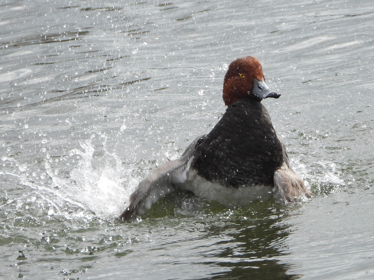 Redhead - ML647150209