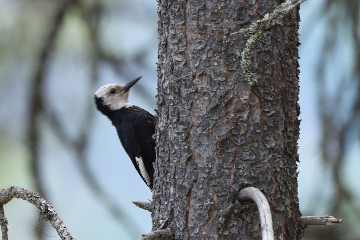 White-headed Woodpecker - ML647150244