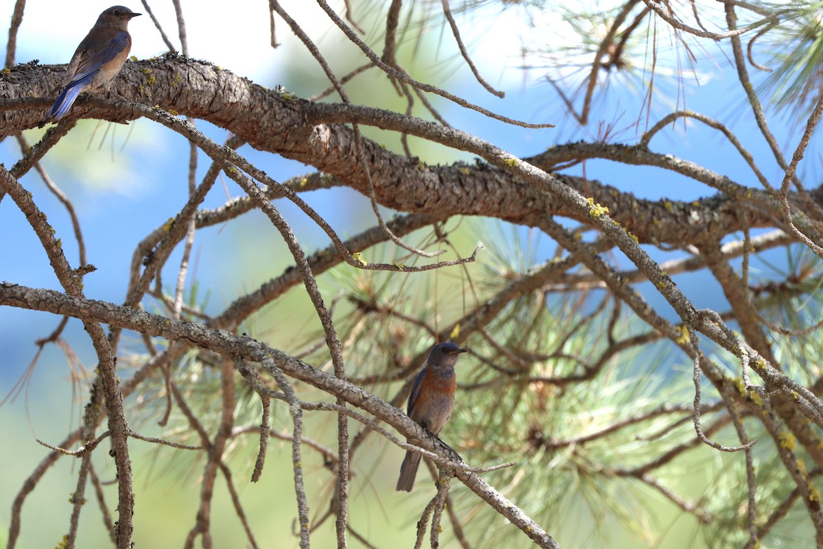 Western Bluebird - ML647150257